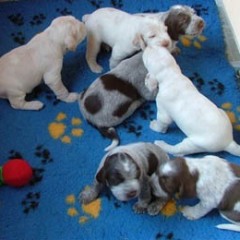 Puppies-Cato-3-wkn-117