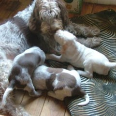 Puppies-Cato-6-weken-034