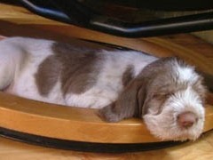 Puppies-Cato-6-weken-058