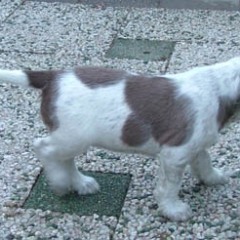 Puppies-Cato-6-weken-061