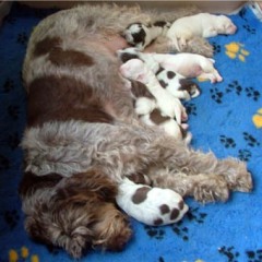 puppies-Cato-1-week-020