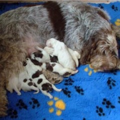 puppies-Cato-2-dgn-jong-026