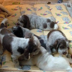 puppies-Cato-4-5-weken-011