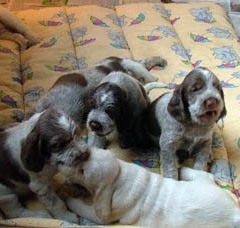 puppies-Cato-4-5-weken-012