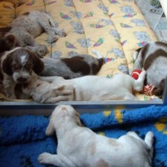 puppies-Cato-4-5-weken-013