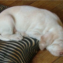 puppies-Cato-4-5-weken-033