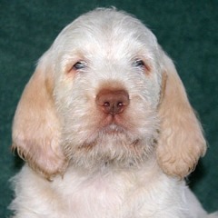 06-Chopper-29-12-2006-1