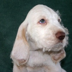 07-Dorus-1-29-12-2006