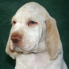 10-Ladro-1-29-12-2006