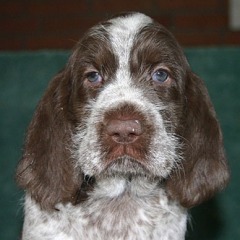 11-Lucky-29-12-2006