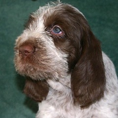 13-Tamba-29-12-2006