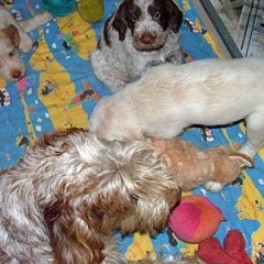 14-Puppies-Keetie-dec-06