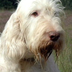charlie2
