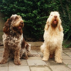 charlie8