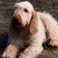 charlie9