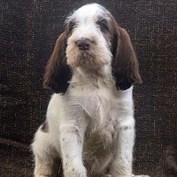 Fenna x Skerli Muscari