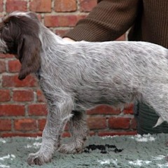 fien2