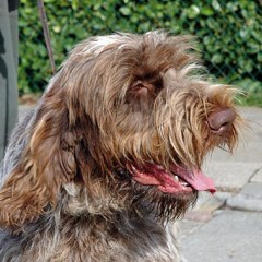 fien9
