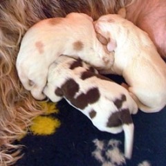 02Puppies-Fientje-12-11-09