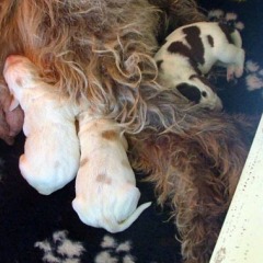 03Puppies-Fientje-12-11-09