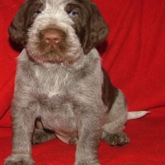 08Cacciarore-7-12-09-2