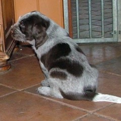 09Cacciatore-17-12-09