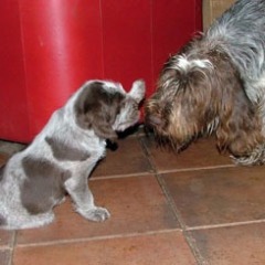 10Cacciatore-en-Fientje-17-12-09