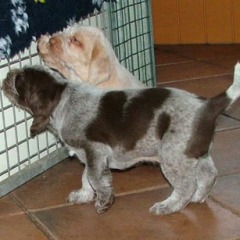 12Cacciatore-en-Luna-17-12-09