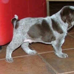 13Cacciatore-stand-17-12-09