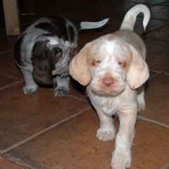 15Luna-en-Cacciatore-spel-17-12-09