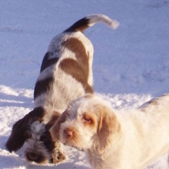21Luna-en-Garm-sneeuw-03-01-10