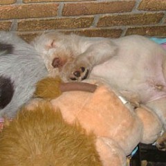 Floris-15-03-08