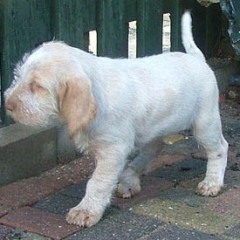 Silfide-Fientje-19-03-08