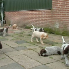 puppies-buiten-1