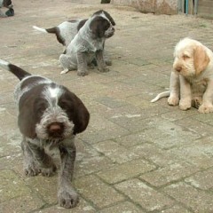 puppies-buiten-10