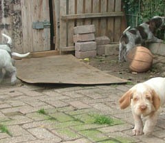 puppies-buiten-2