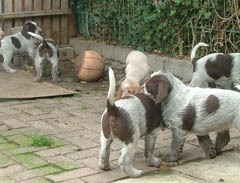 puppies-buiten-3