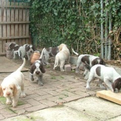 puppies-buiten-4