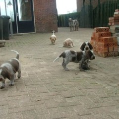 puppies-buiten-5