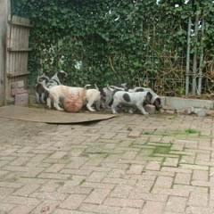 puppies-buiten-7