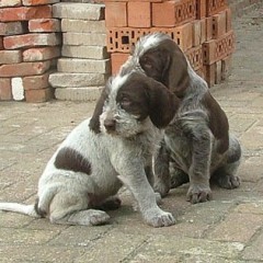 puppies-buiten-8