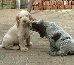 puppies-buiten-9