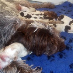 01Nest-FientjeThomas19-01-2011