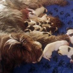 02Nest-FientjeThomas19-01-2011