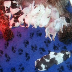 03PuppiesFientje22-01-2011