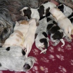 04PuppiesFientje3-2-2011