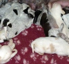 05PuppiesFientje3-02-2011