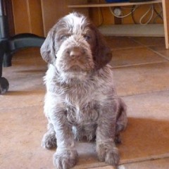 06PuppieFientjeThomas17-02-2011-e