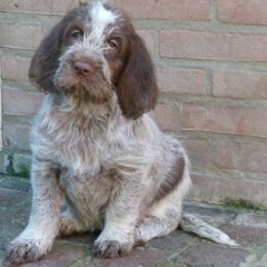 07PuppieFientjeThomasDoenja6-3-2011