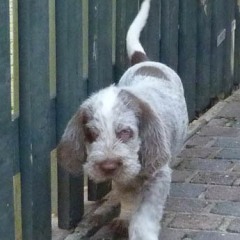 08PuppieFientjeThomasFred-Ed6-3-2011